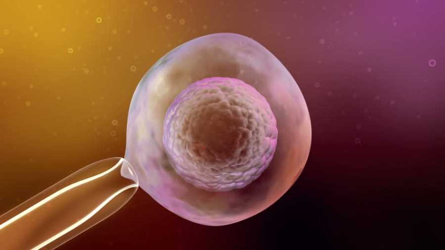 Как долго хранятся эмбрионы? Сколько имплантировать?