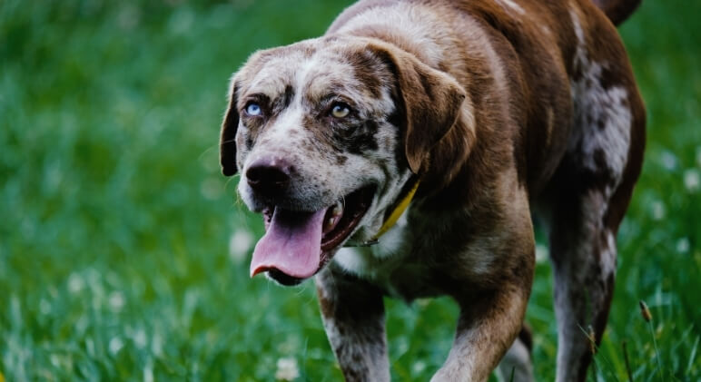 How CBD helps older dogs?