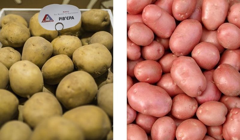 Картофель 1 репродукции: новые возможности для сельского хозяйства