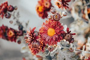 Хризантеми: як пересадити з горщика та забезпечити акліматизування