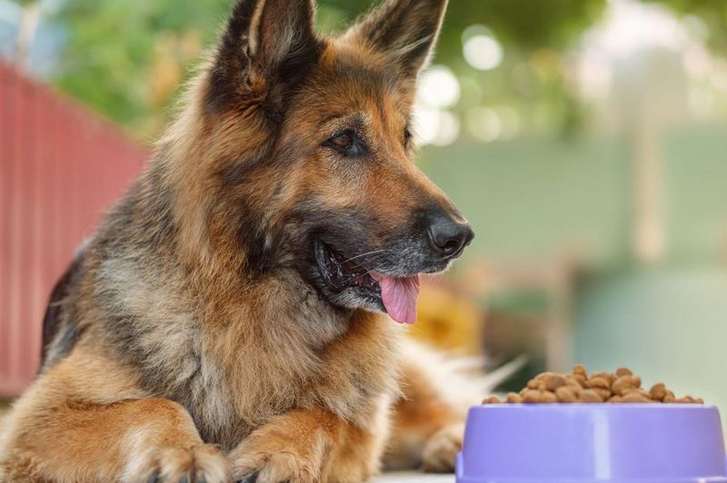 Корм для собак — польза для здоровья и советы выбора